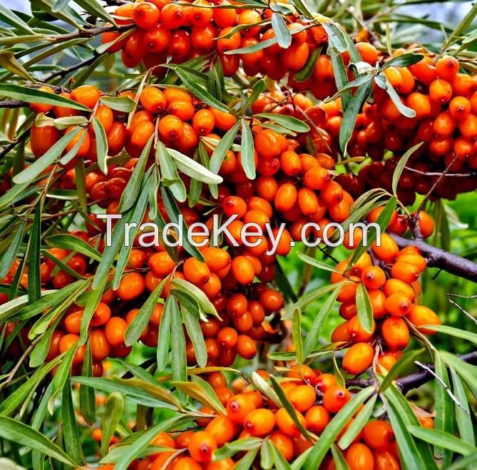 Sea Buckthorn Dried Berries Whole