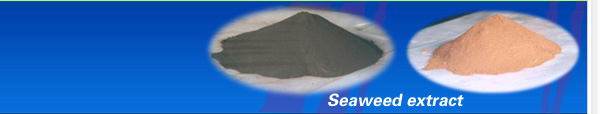 Sell Seaweed Extract, Seaweed Fertilizer