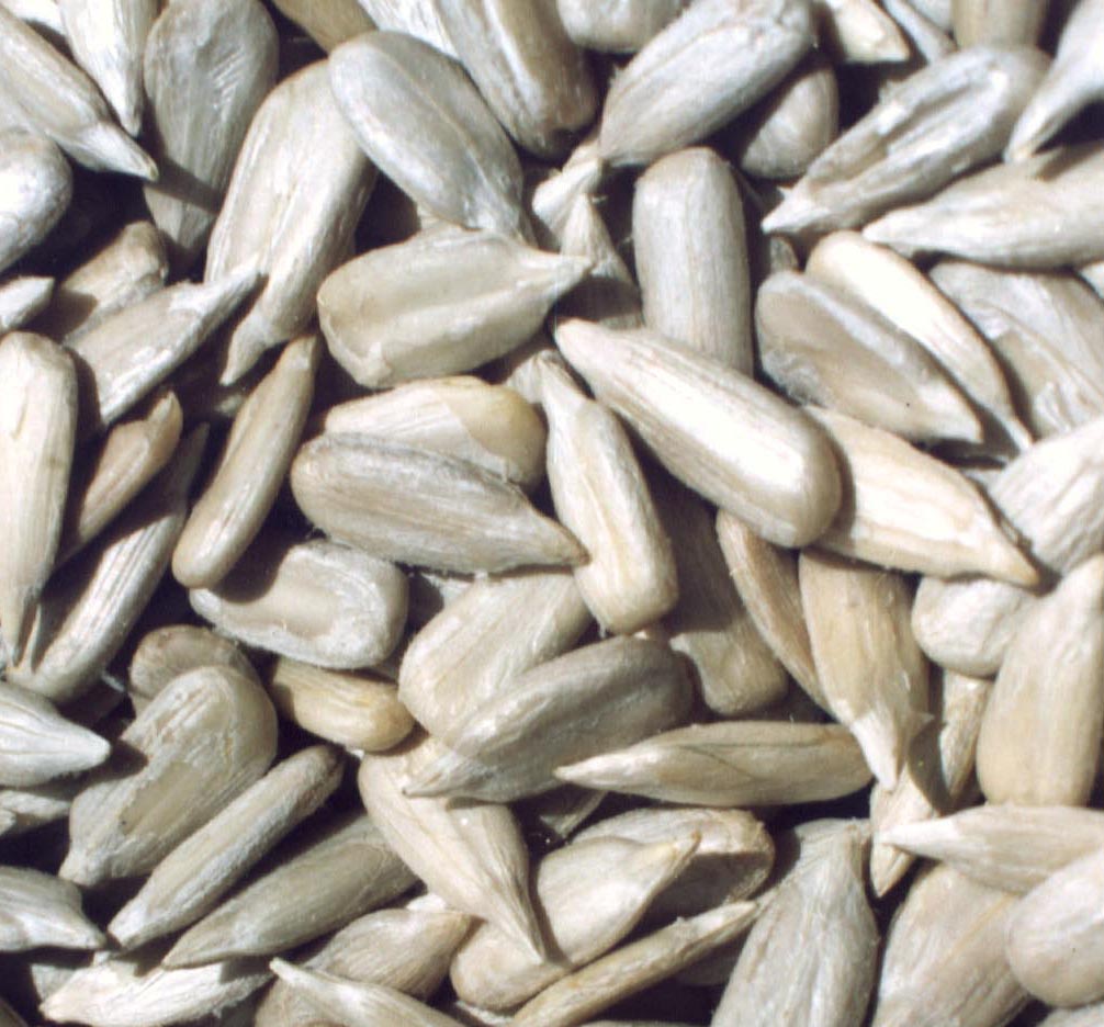 Sell Sunflower Seeds Kernels