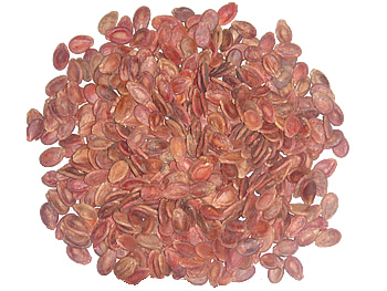 Sell Pumpkin Seeds