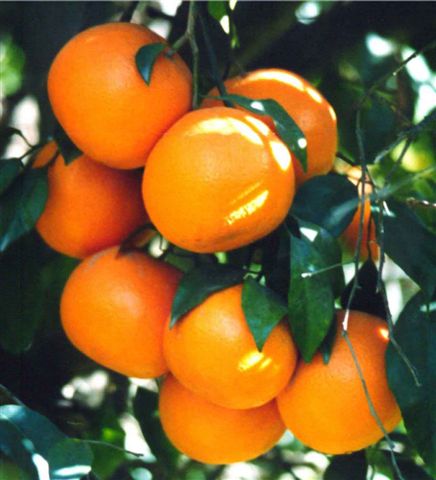 Sell Citrus Fruits