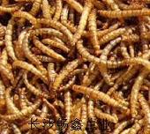 Sell Microwave dried mealworms