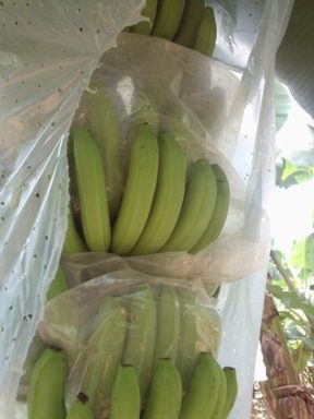 Sell Fresh Cavendish Banana - Philippines