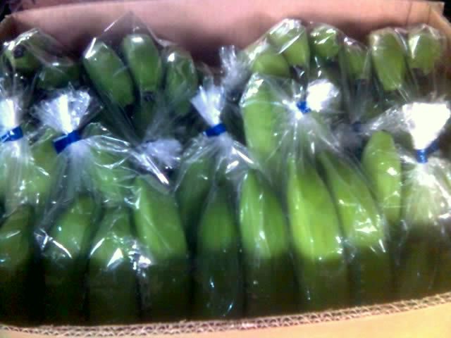 Sell Fresh Cavendish Banana - Philippines