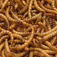 Sell Dried Mealworms