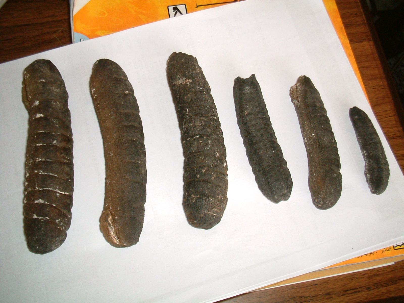 Sell DRIED SEA CUCUMBER Sand fish