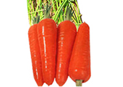 Sell vegetables/fresh carrots,cabbages