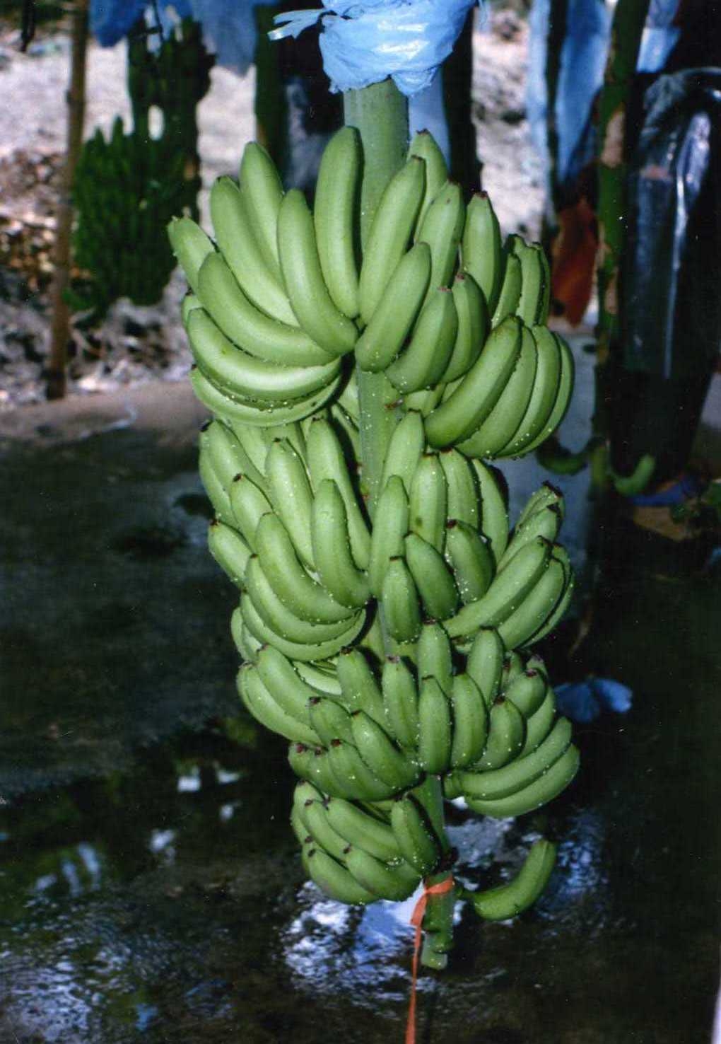 Sell Top Quality Green Cavendish Bananas