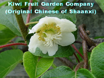 Sell Kiwi Fruit, Kiwi-fruit, Kiwis, Kiwi Fruits, Green Kiwi Fruit , Red Kiwis