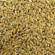 Sell Wheat Grain