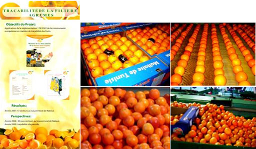 Sell Citrus Fruits Of Tunisia