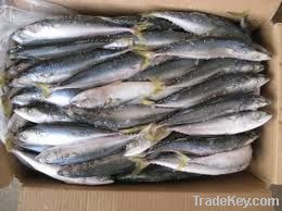 Sell frozen and fresh mackerel