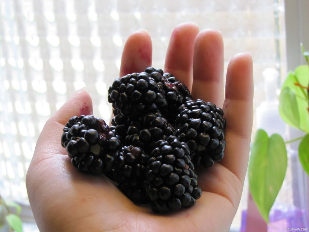 Sell Blackberry Plants for sale in India