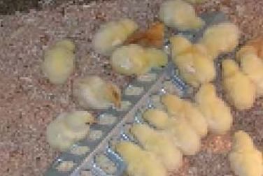 Sell Poultry Feed - Chicken Starter Feed