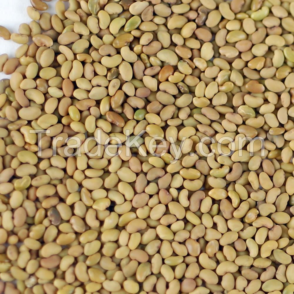 Sell  Grade AAA Top Quality Alfalfa Seeds 