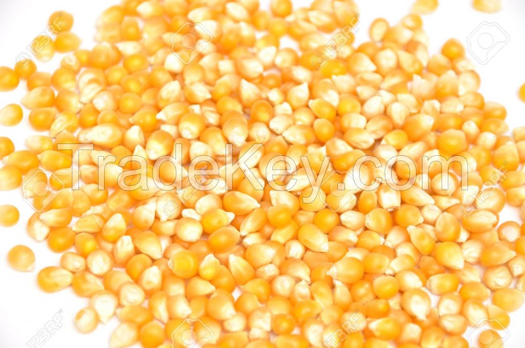 Sell Yello Corn 