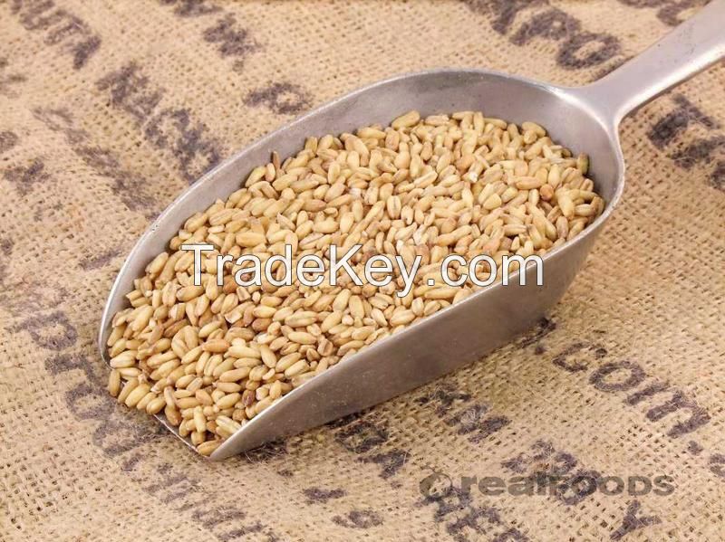 Sell Pure Oat Grain Oats/Hulled Oats