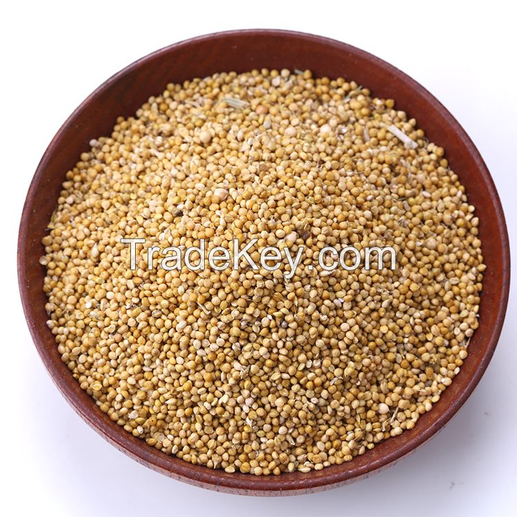 Sell  Green Millet /Best quality/ competitive price/Fast delivery time