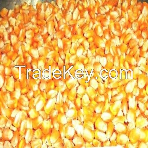 Sell High-Quality Hot Sale Non-Gmo Feed Grade Corn Protein Meal / Zein / Corn Gluten