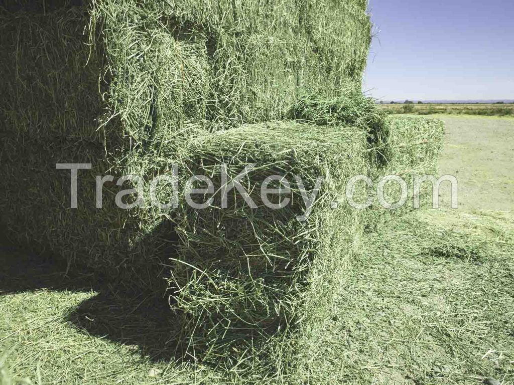 Sell High Quality Alfalfa Hay for Animal Feeding