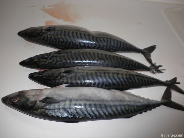 Atlantic Mackerel