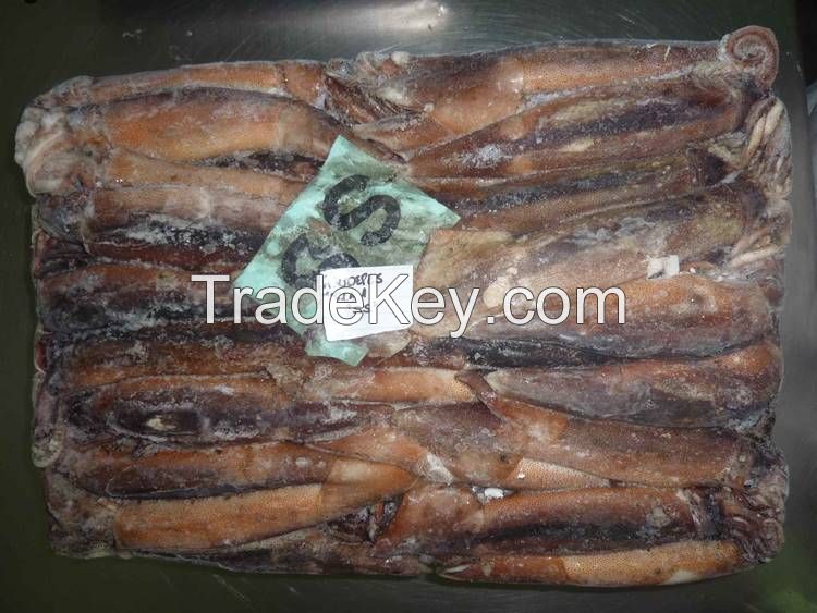 Illex Squid