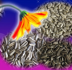 white sunflower seeds