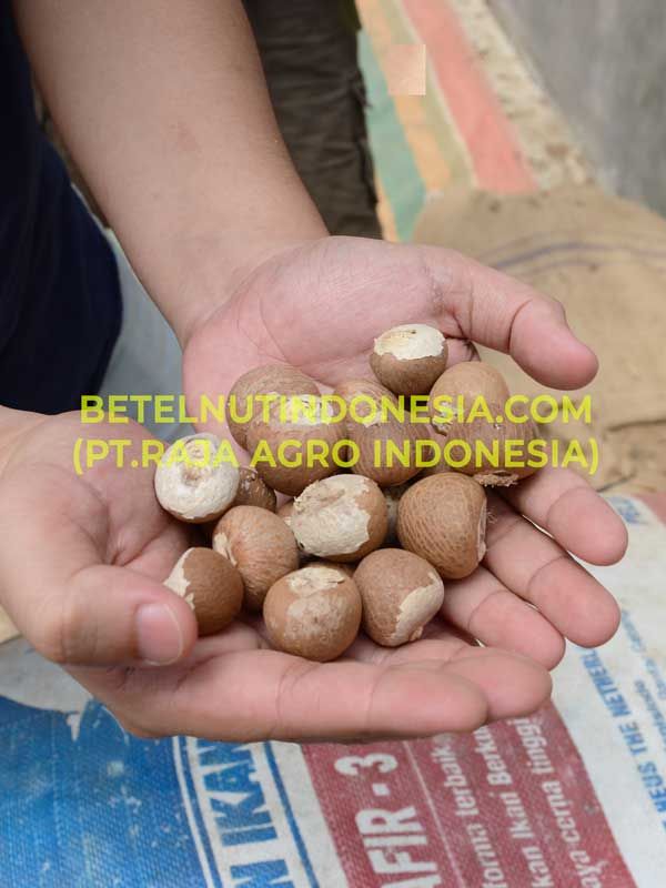 Indonesia Betel Nut Jambi Quality Medan Quality 90-95 80-85 70-75 60-65 klotok