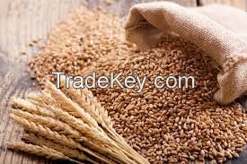 HIGH QUALITY, COMMON WHEAT, SOFT WHEAT