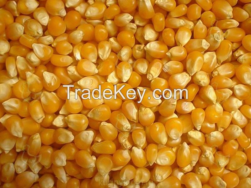 Wheat, corn, barley