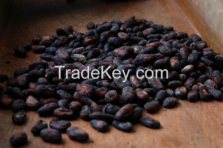 Well Dried Fermented Cocoa beans 