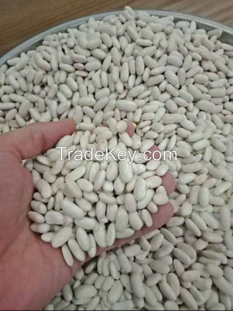 White Kidney Beans 