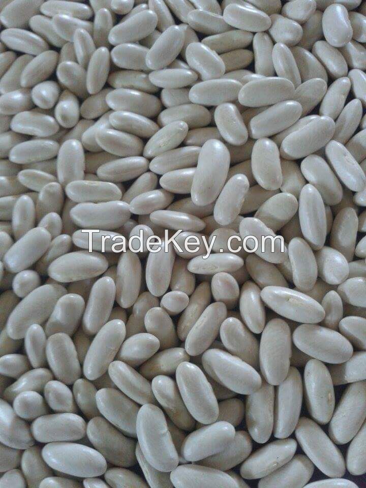 White Kidney Beans 