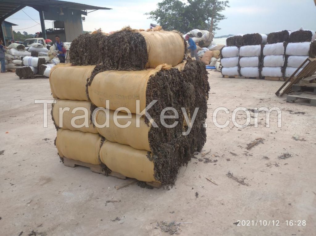 Dried Sargassum