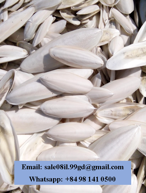 Cuttlefish Bone High Quality And Best Price From Viet Nam
