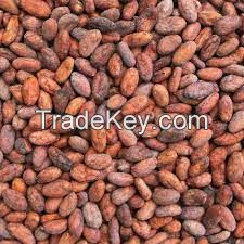 Sun dried cocoa beans available
