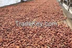 Cocoa seeds