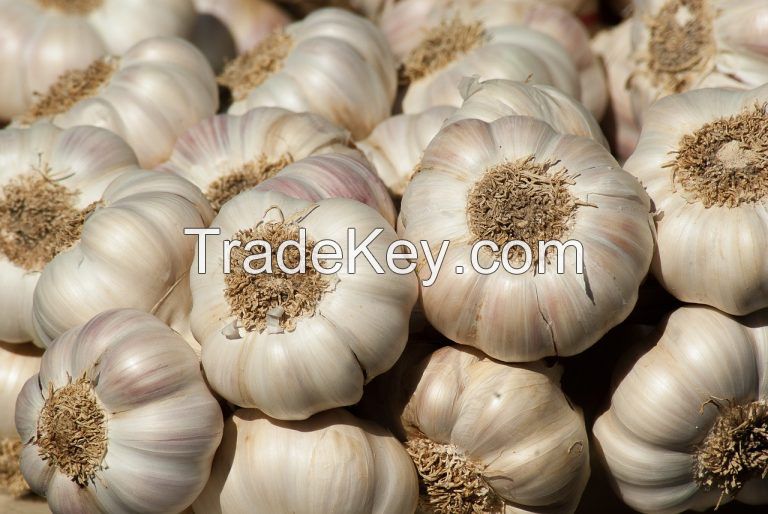 Bulk Fresh Garlic Available