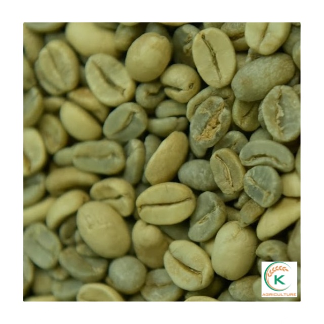 Arabica Green Coffee Beans Specialty Quang Tri - G1, S18