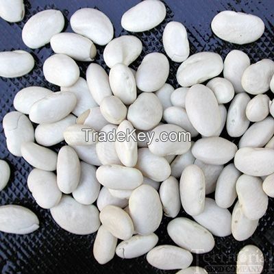 White Kidney Beans for Sale
