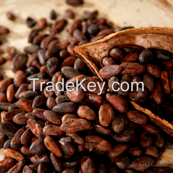 high grade dried raw cocoa beans for sale