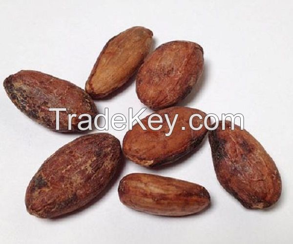 high grade dried raw cocoa beans for sale