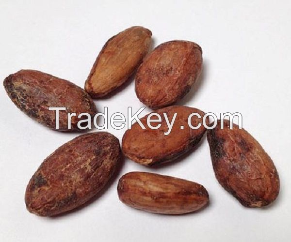  high grade dried raw cocoa beans for sale