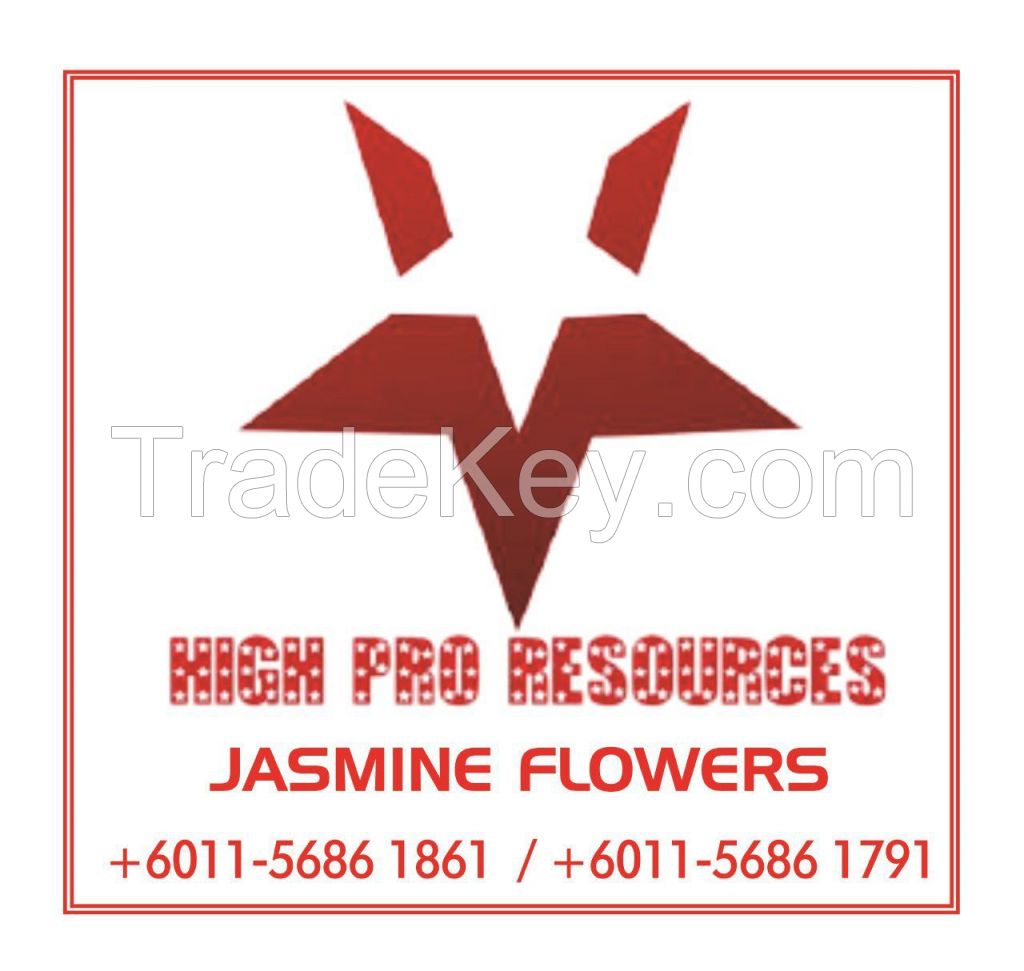 Fresh jasmine flowers