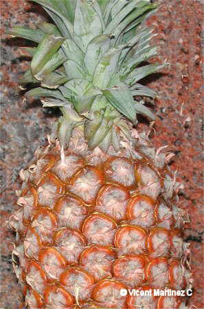 pineapple