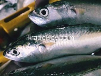 Indian Mackerel Viet Nam