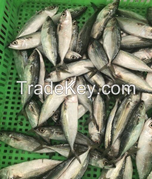 Frozen Indian Mackerel