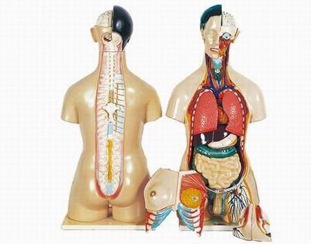 Human Male and Female Torso 85cm