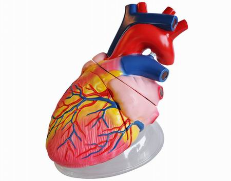 Human heart model 5 times