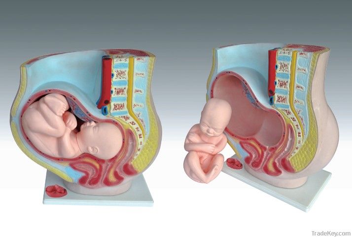 Human Pregnant Uterus